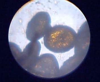 USB микроскоп