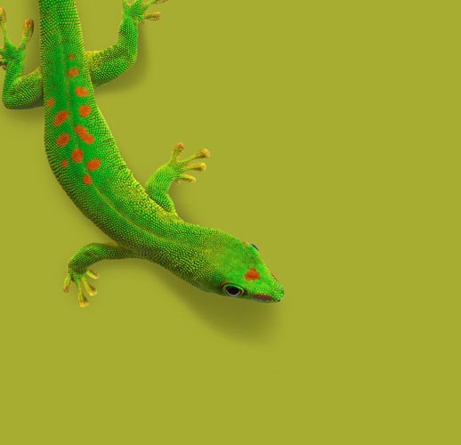 Silicon Labs - Gecko