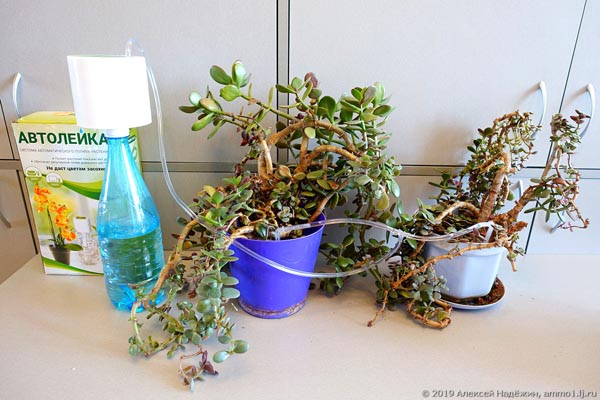 Автолейка - автоматический полив комнатных растений