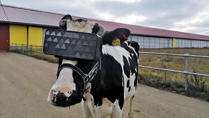 На подмосковной ферме тестировали VR очки для коров