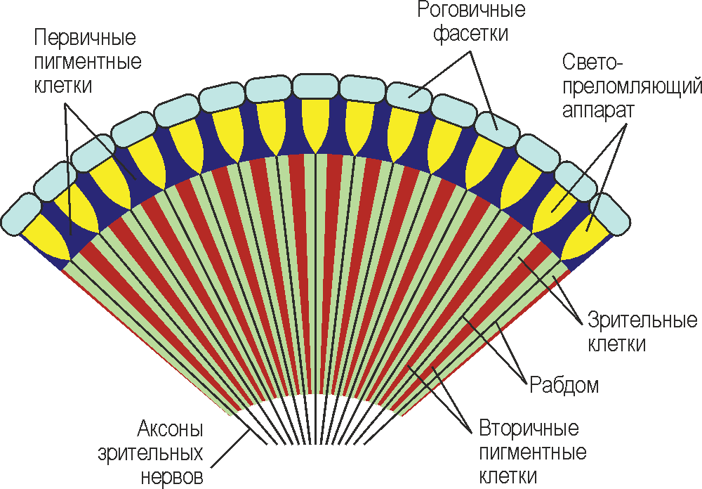Схема строения фасеточного глаза насекомого [2].