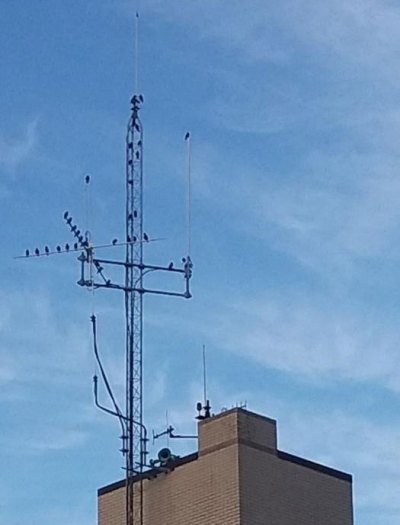 Птицы часто садятся на антенны.