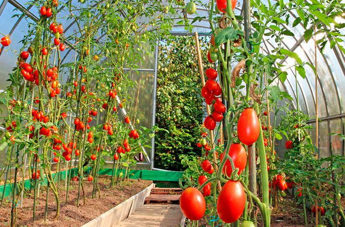выращивание помидор в теплице